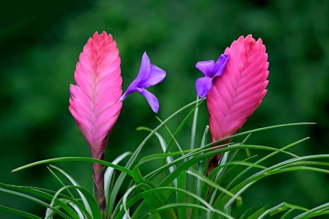 Blue tillandsia (tillandsia cyanea)