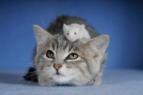 Kitten