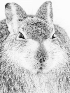 Mountain hare (Lepus timidus) in the snow