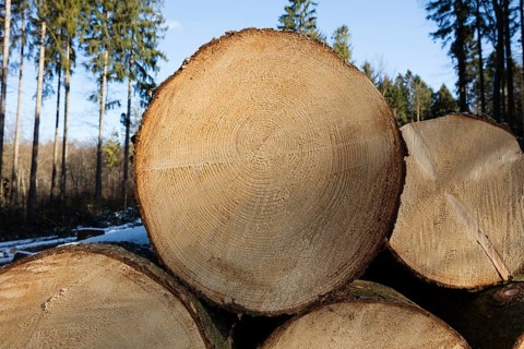 Felled