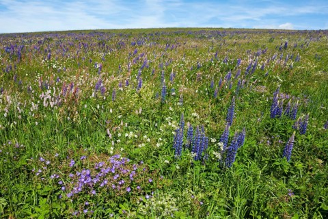 Flowering meadow with Lupins (Lupinus) and Cranesbill (Geranium)