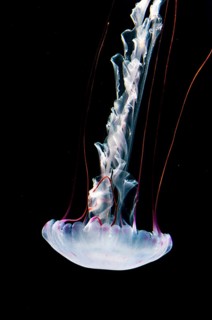 Illuminated purple-striped jellyfish (Chrysaora colorata)