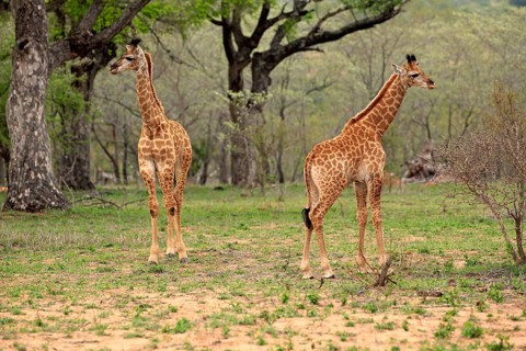 Southern giraffes (Giraffa camelopardalis giraffa)