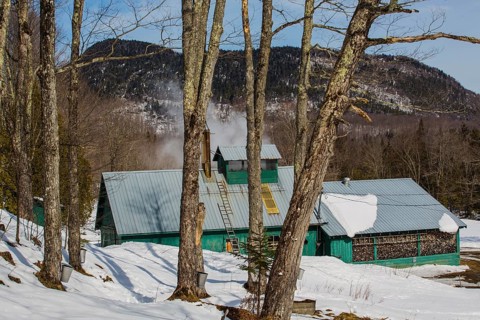 Sugarhouse in spring with buckets on Maple trees