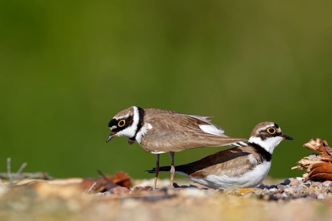Little ringed plover (Charadrius dubius)