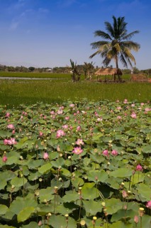 Lotus flowers (Nelumbo)