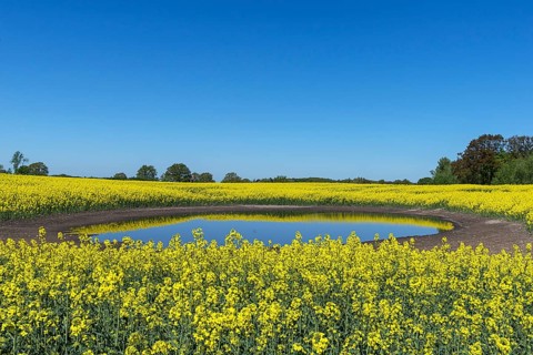Blooming Rapefield (Brassica napus) is reflected in a Kettle hole