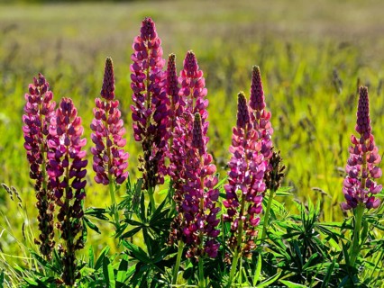 Pink flowering Lupins (Lupinus)