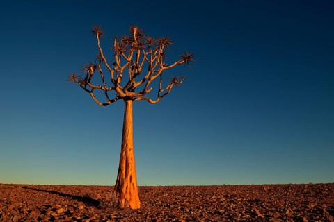 Quiver tree (Aloe dichotoma) near Fish River Canyon