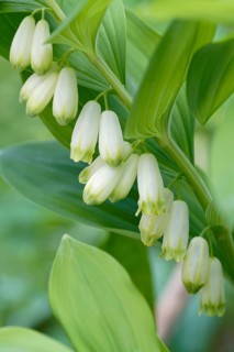 Solomon's seal (Polygonatum multiflorum)