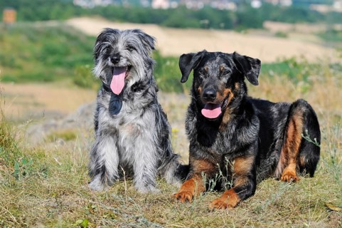 Beauceron