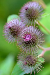 Burdocks (Arctium)