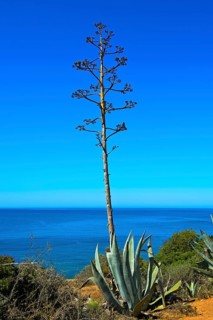 Century plant (Agave americana)