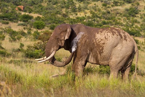 African elephant (Loxodonta africana)