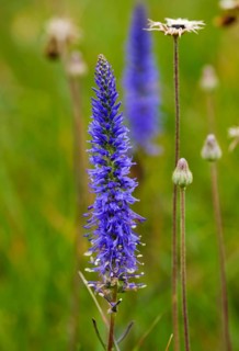 Spiked speedwell (Veronica spicata)