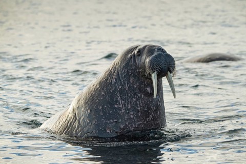 Walrus (Odobenus rosmarus)