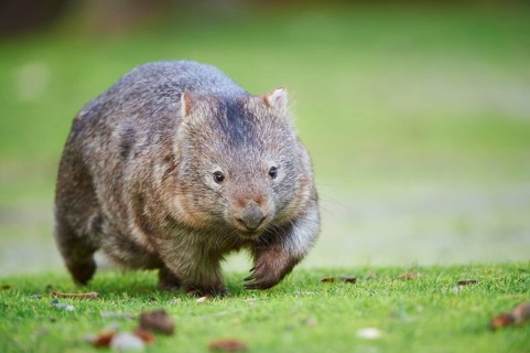 Common Wombat (Vombatus ursinus) walking on a meadow