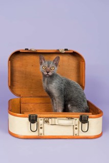Lykoi