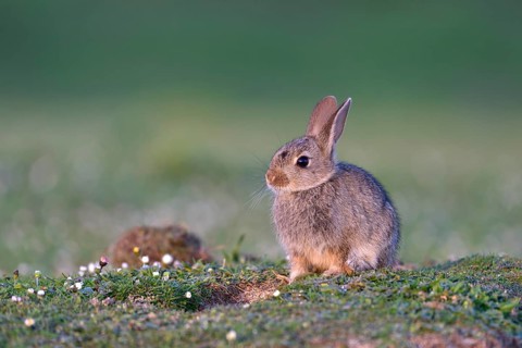 Young European rabbit (Oryctolagus cuniculus)