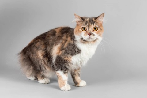 Pedigree cat Manx-Cymric (Felis silvestris catus)