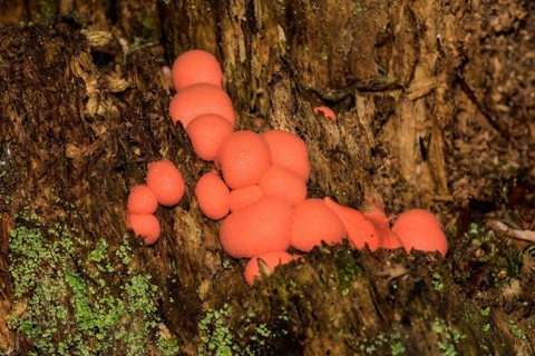Mushroom (Hypoxylon fragiforme)