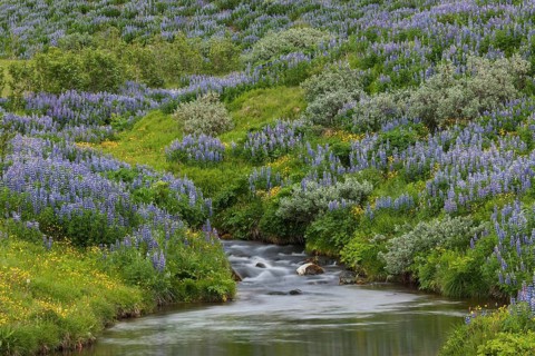 River course with blue Nootka lupins (Lupinus nootkatensis)