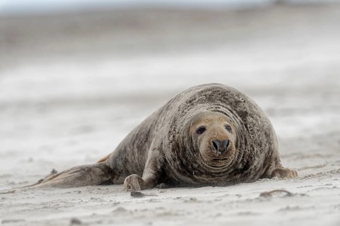 Grey seal (Halichoerus grypus)