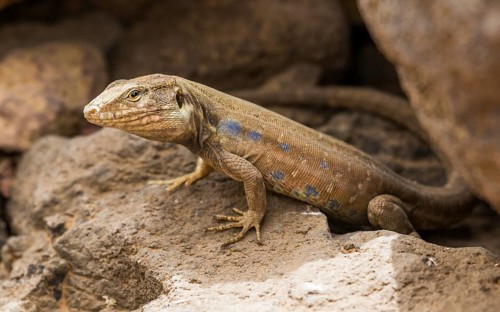 Gallot's lizard (Gallotia galloti) between rocks