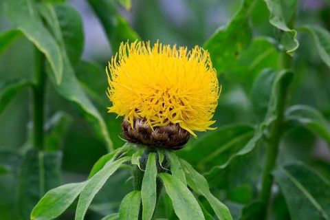 Globe knapweed (Centaurea macrocephala)