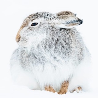 Mountain hare (Lepus timidus) sits in the snow