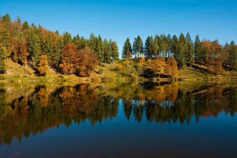 Lake with autumnal forest