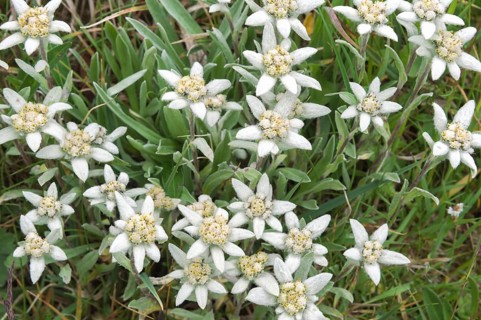Edelweiss (Leontopodium nivale)