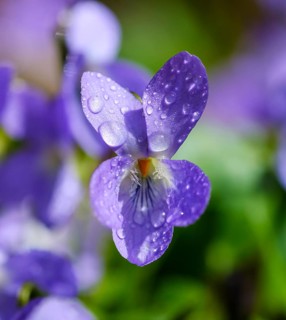 Wood violet (Viola odorata)