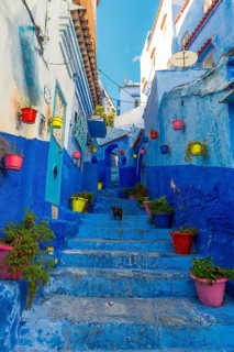 Narrow alley with colorful flowerpots and black cat