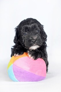 Havanese