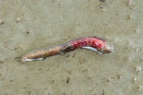 Lugworm (Arenicola marina) digs into the sand