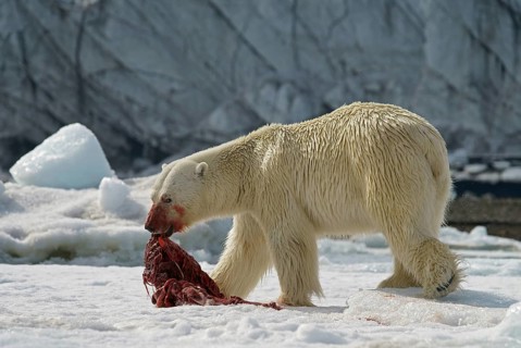 Polar bear (Ursus maritimus) feeding the carcass of a captured seal in the snow