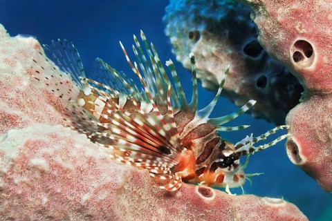 Broadbarred firefish (Pterois antennata) rests on sponge