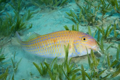 Cinnabar Goatfish (Parupeneus heptacanthus) hiding in the sea grass