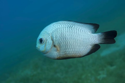 Grey Humbug (Dascyllus marginatus) floats above sea grass