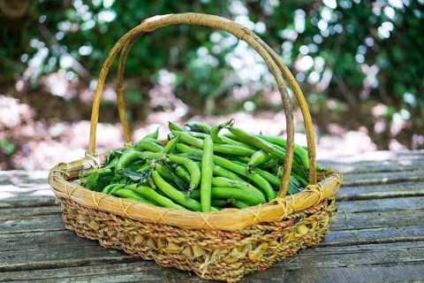 Broad bean in basket