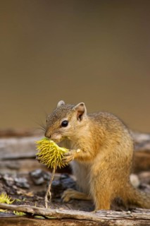 Tree Squirrel (Paraxerus cepapi)