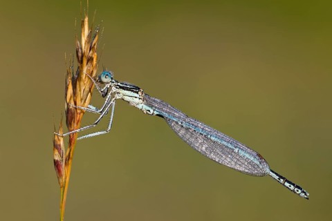 White-legged damselfly (Platycnemis pennipes)