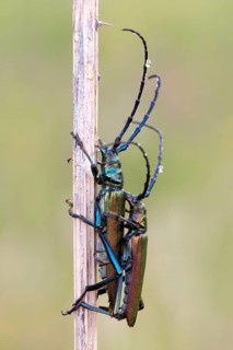 Musk beetle (Aromia moschata) an Halm
