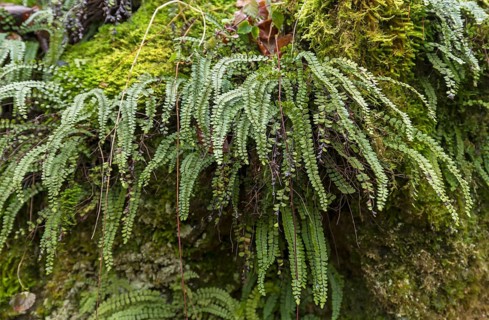 Maidenhair spleenwort (Asplenium trichomanes)