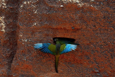 Burrowing Parrots (Cyanoliseus patagonus)