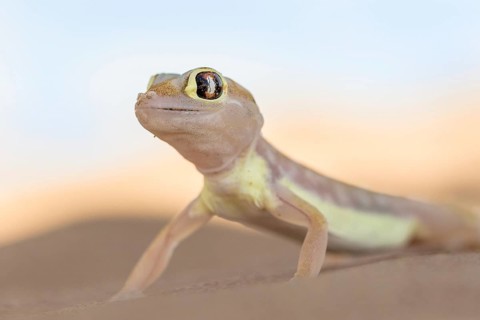 Namib sand gecko (Pachydactylus rangei) in Sand Dune