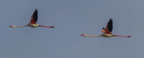 Two Greater flamingos (Phoenicopterus roseus)