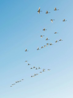 Flock of birds