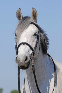 Warmblood